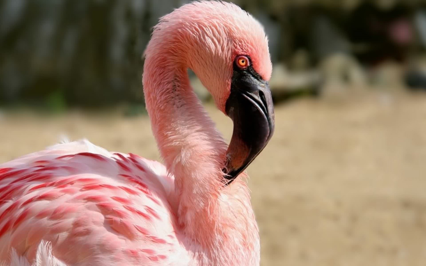 Какое животное розовое. Карликовый Фламинго. Обыкновенный Фламинго. Фламинго тухуми. Розовый Фламинго.
