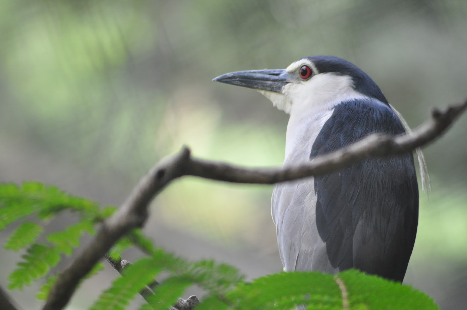 Professional Photography/Videography/course/class/ Training/ institute in chennai Professional