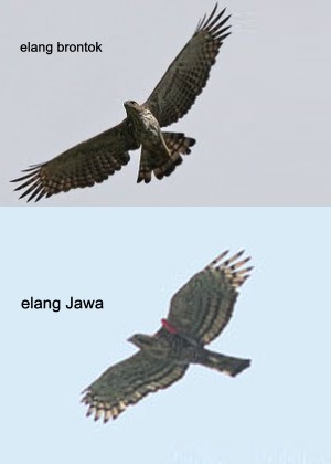 Adakah Burung Garuda Dhezna World Elang Brontok Jawa Yg Terbang