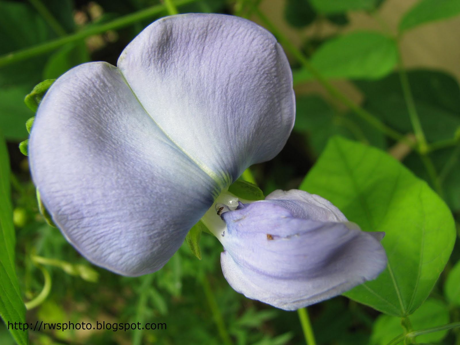 Fourangled Bean Flower RWS Photo Blog Splendour pictures of Borneo