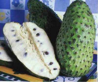durian+belanda.jpg