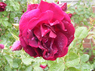 Another Rainy Rose photo by T
