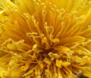 Dandelion Curls