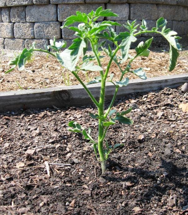 Pender Gardener Keeping Tomato Plants Healthy