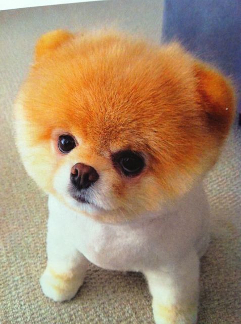 Dog Wallpaper: Boo the Cutest Dog in the World HD wallpaper