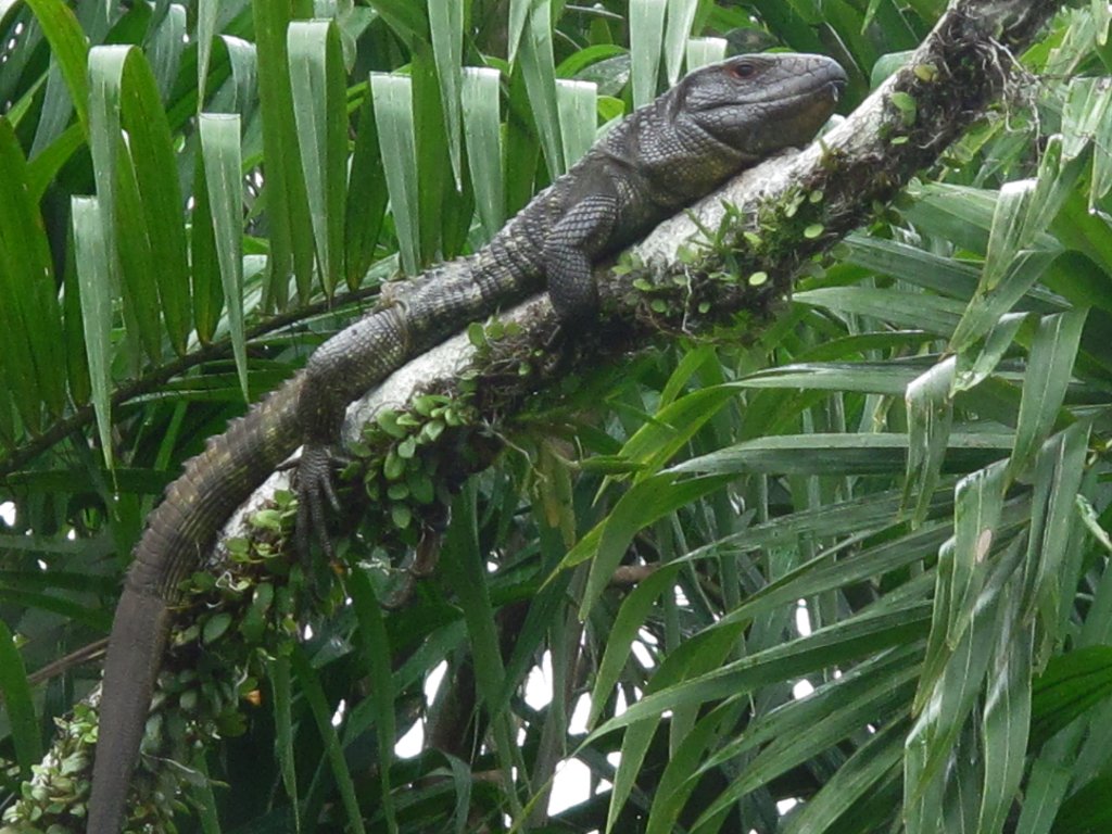 GnTnZ's Big Adventure: Photos of La Selva Lodge, Ecuador
