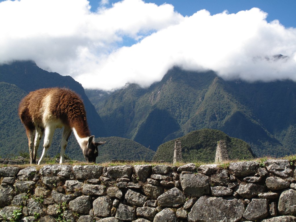 GnTnZ's Big Adventure Photos Of Machu Picchu, Peru Animals