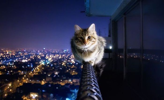 monorail_cat.jpg