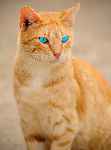 Flow Of A Gentle River