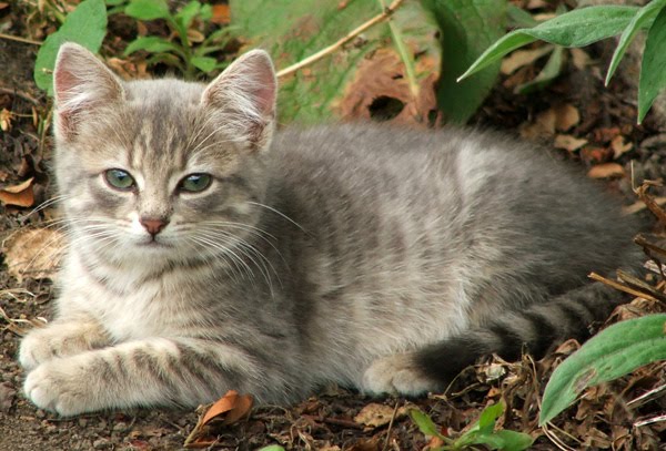 Wind That Blows Through Trees