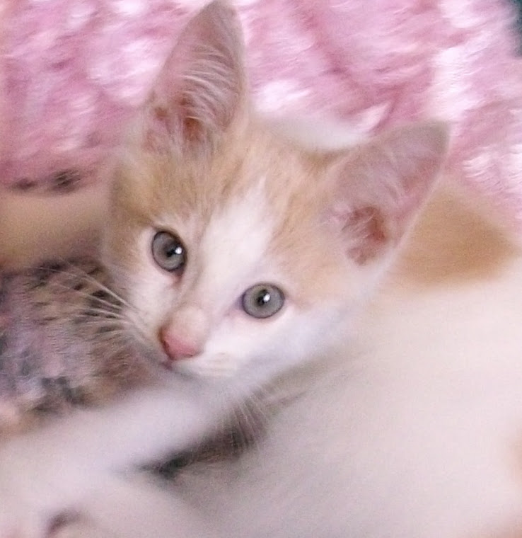 Feather That Falls From Bird