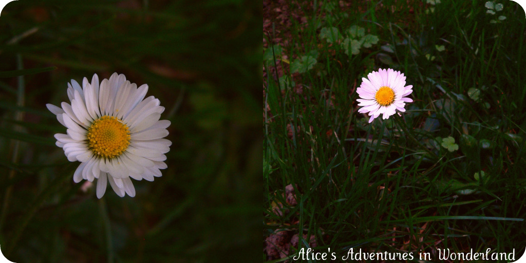[Collage+di+Picnik2.jpg]