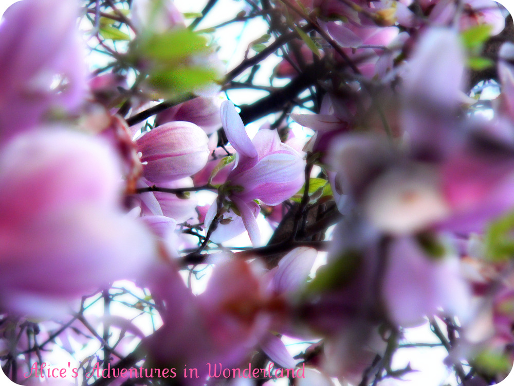 [magnolia7.jpg]