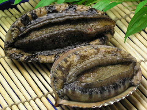 abalone1.jpg