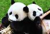 petits pandas