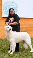 Himes com 14 meses. Campeã Jovem. Handler Eliana Hankler