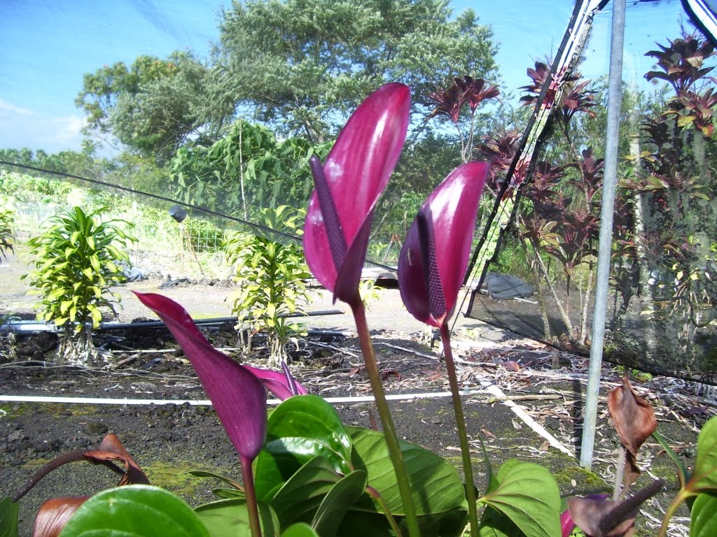 Anthurium Care A Short Introduction To Tulip Anthuriums