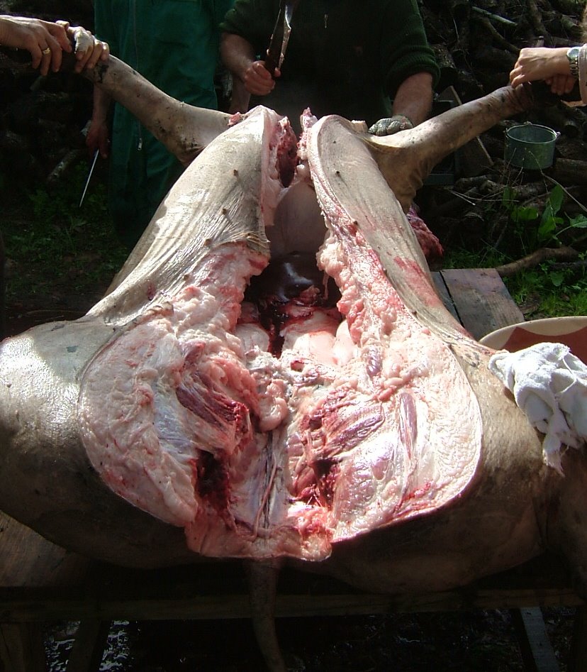 [matança+fev+09+008a.jpg]