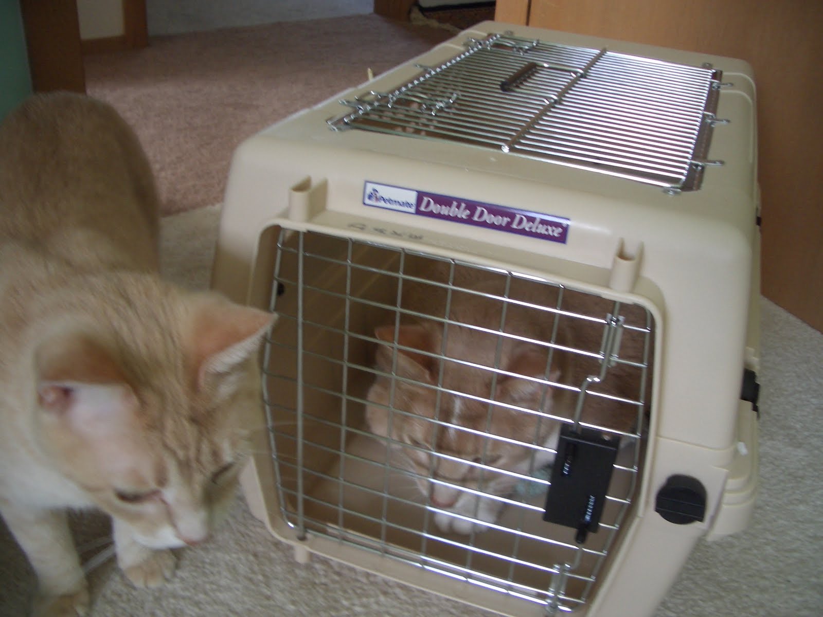 JUST DUCKY! Rooster Shots