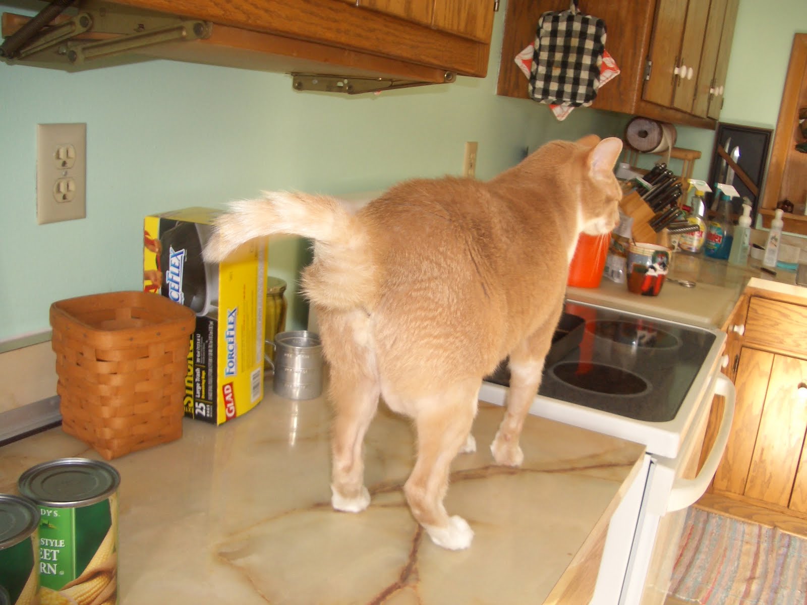 The perfect companion French Bulldog!