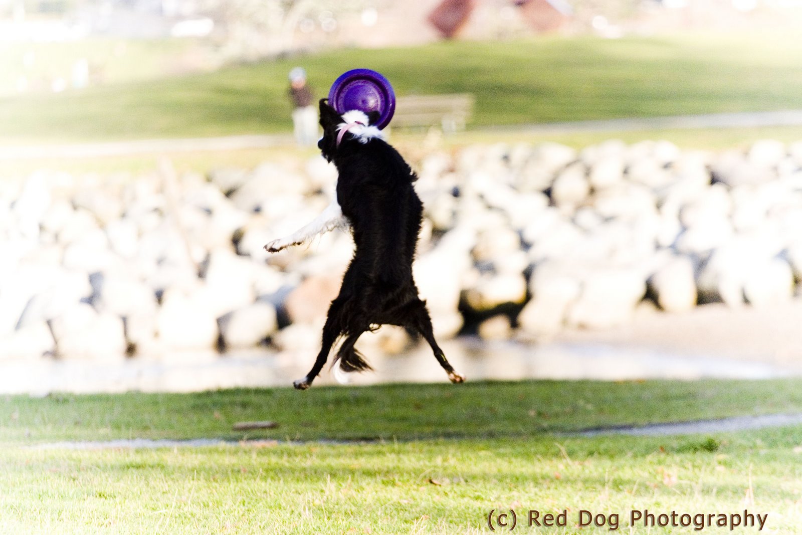 [Piper+for+frisbee+copy.jpg]