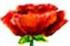 Poppy