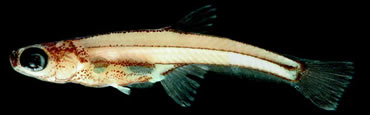 [female-Paedocypris-fish-COP-370_7500_1.jpg]