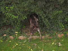 GSP Hunting Instincts At Their Best!