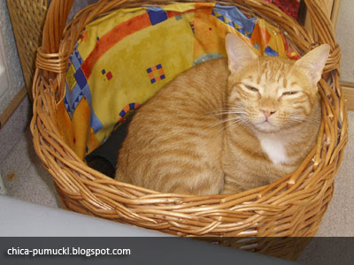 Cat Nap in Basket
