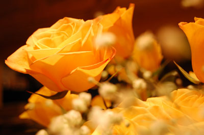 [Roses-Devon.jpg]