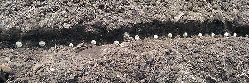 [090327Peas.jpg]