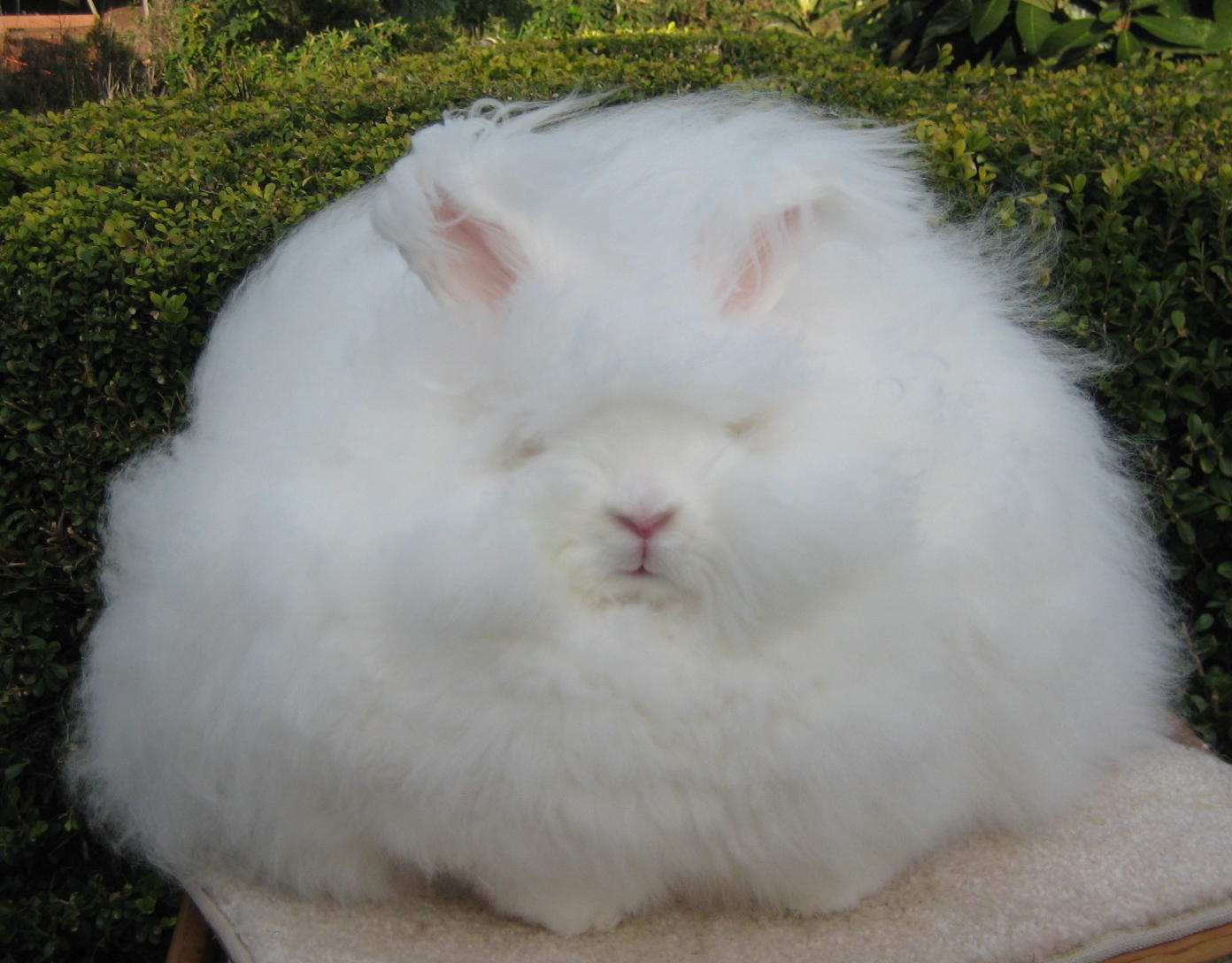 Northern California Angora Guild: English Angora Winners In Reno