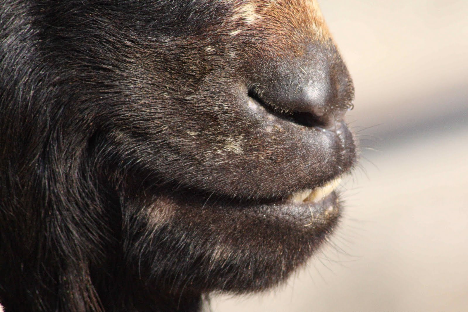 Pegsylvania: Goat teeth... who doesn't love goat teeth?