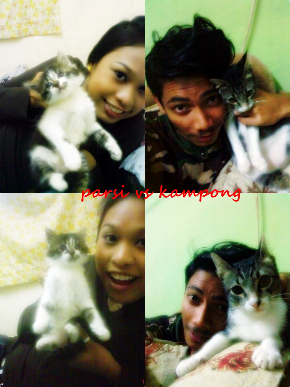 Red Panda National Geographic - kucing alaska - Vocailwa