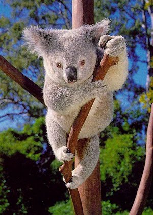 [koala1.jpg]