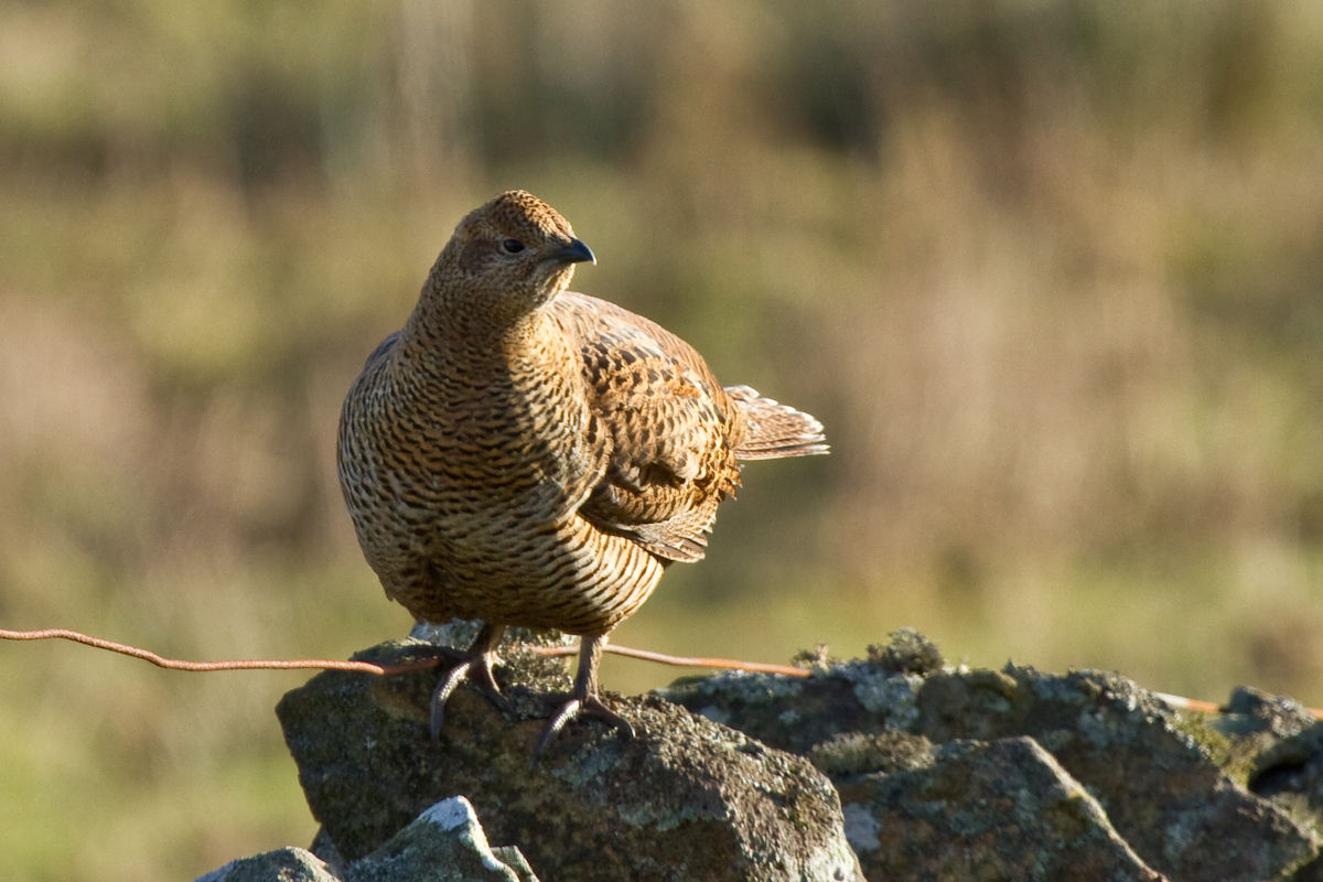 Wild up North Black Grouse Co. Durham
