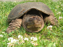 Mother SNapper After Laying Eggs