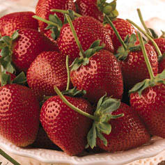 [strawberries.jpg]