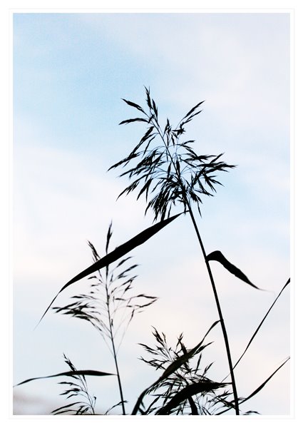 [081002_höstprom_vass.jpg]