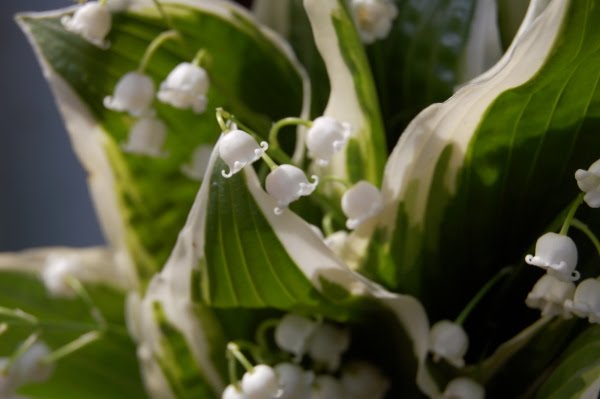 It 39s now the height of lily of the valley season here in Vermont and the