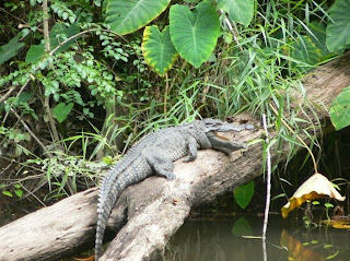 Wild Crocodiles spotted in Khao Yai
