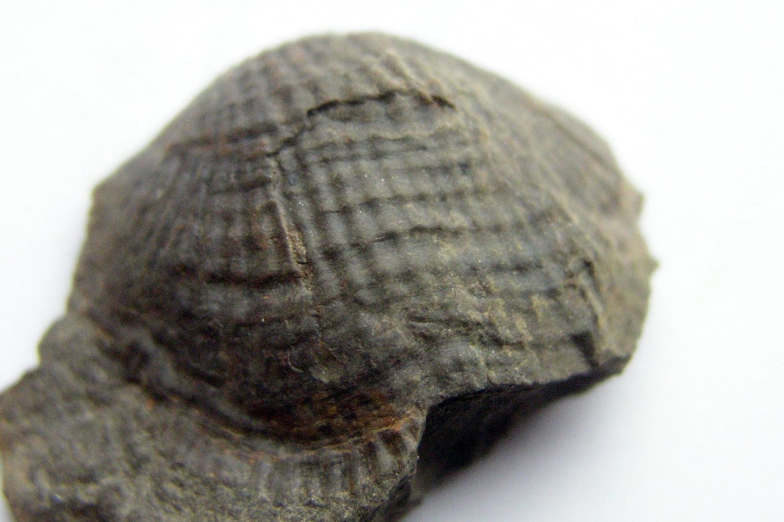 Louisville Fossils and Beyond West Virginia Brachiopods