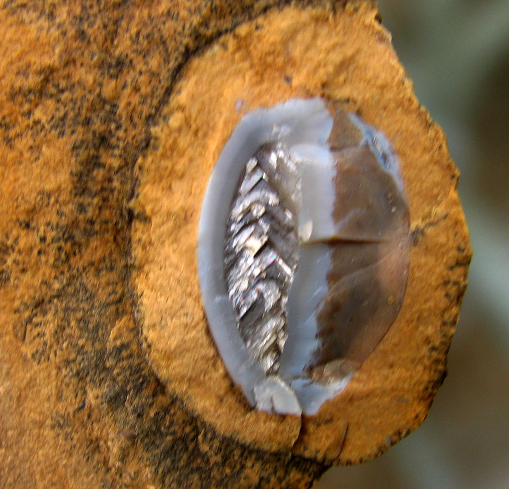 Louisville Fossils and Beyond Mystery Devonian Rock