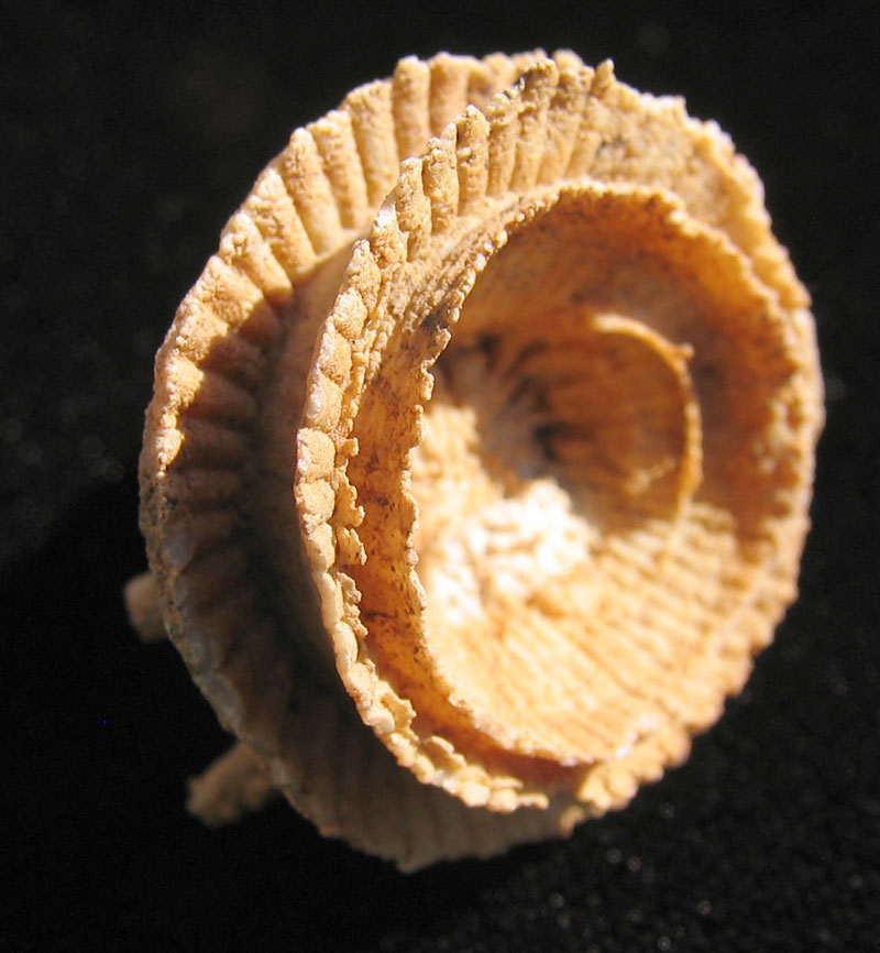 Louisville Fossils and Beyond Schlotheimophyllum or Ptychophyllum Horn