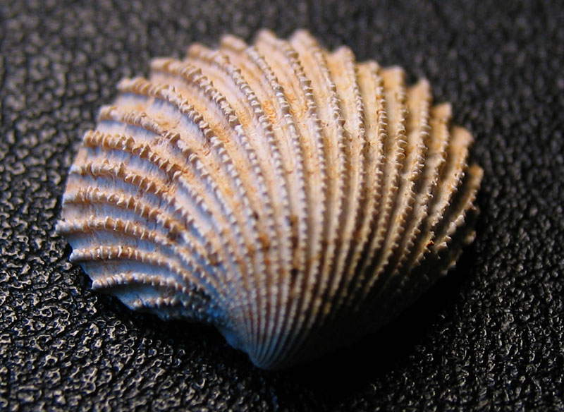 Louisville Fossils and Beyond Venericardia rotunda Clam