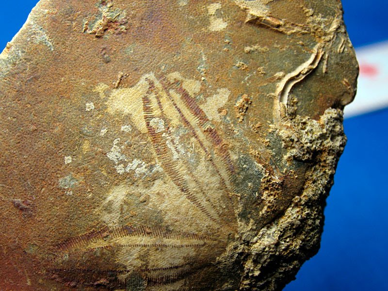 Louisville Fossils and Beyond Alabama Echinoderm Fossils