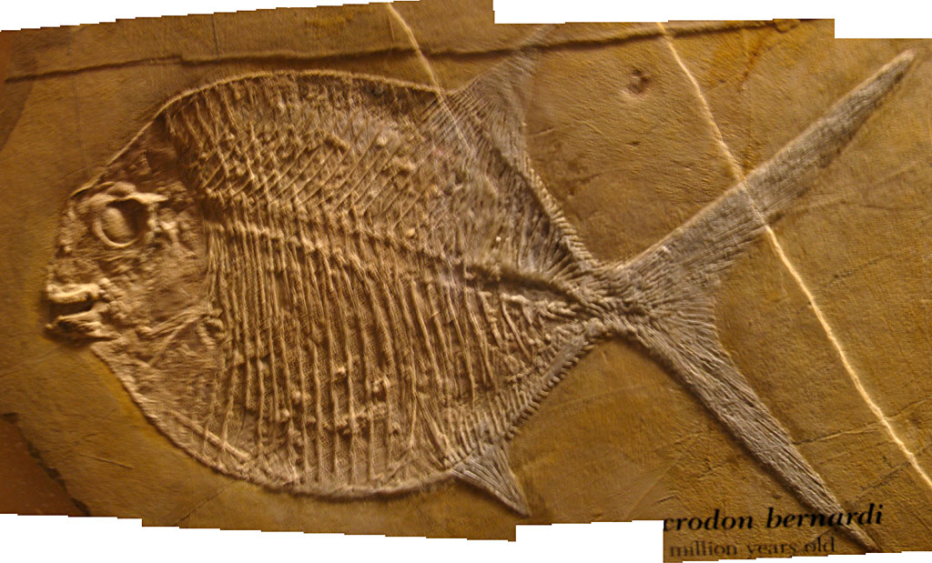 Louisville Fossils and Beyond Microdon bernardi Fish Fossil