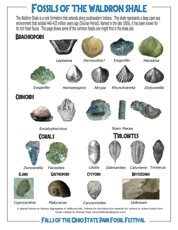 Ohio Fossil Identification Chart