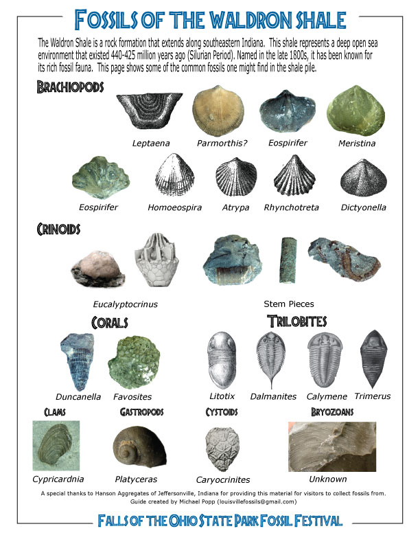 Printable Fossil Identification Chart