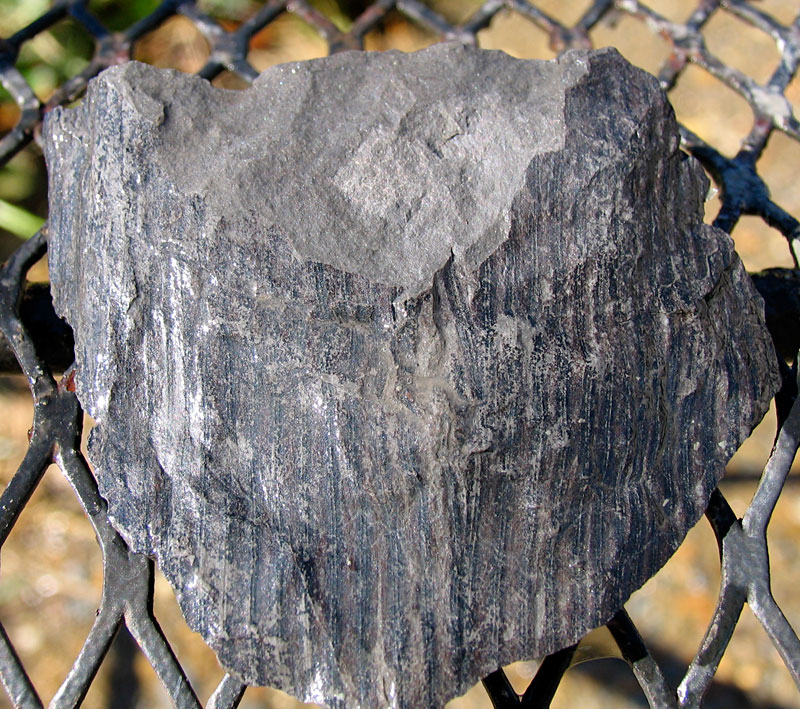 Louisville Fossils and Beyond Calamites of Eastern Kentucky